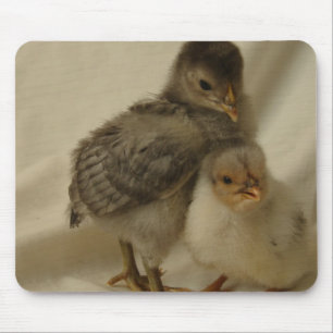 2 Blaue/Graue Küken Mousepad