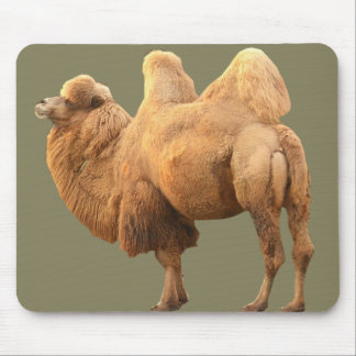 2 BUCKEL-KAMEL MOUSEPAD