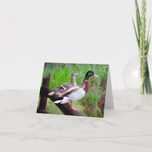 2 canards sur une carte de note de barrière