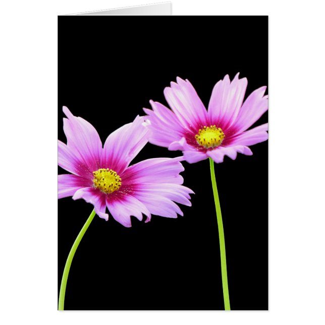 2 Cosmos (Devant)