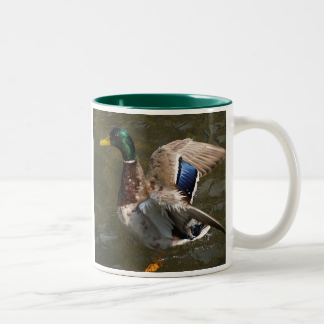2 Couleurs mallard duck sur le point de voler une tasse en cé (Droit)