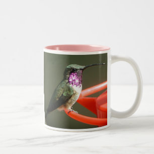 2 Couleurs Tasse de colibri de Lucifer, droit-manipulée
