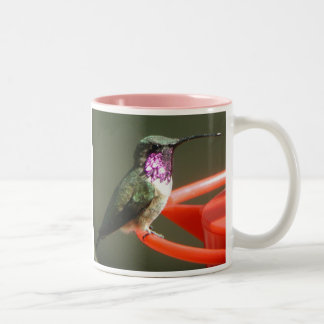 2 Couleurs Tasse de colibri de Lucifer, droit-manipulée