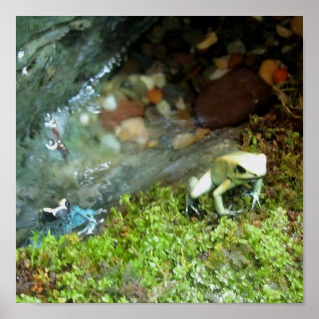 2 Dart Frogs Poster (Vorne)