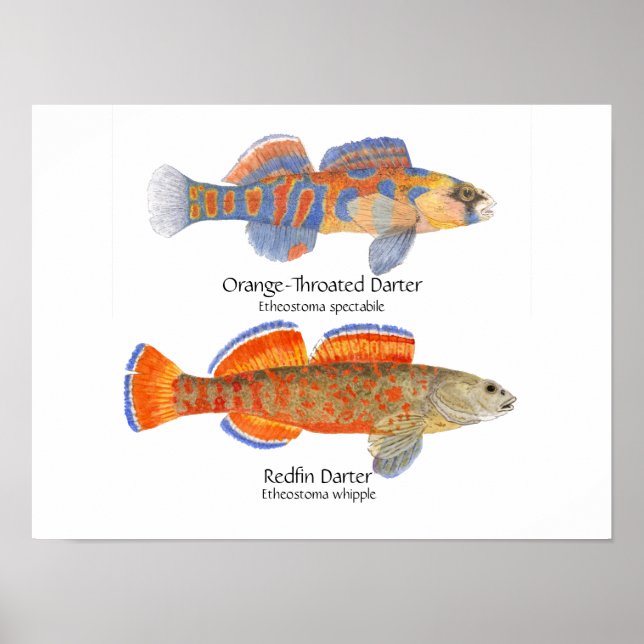 2 Darter Poster (Vorne)