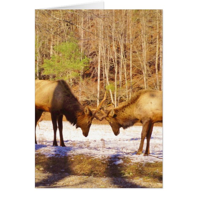 2~ deux Bull Elk dans la neige (Devant)