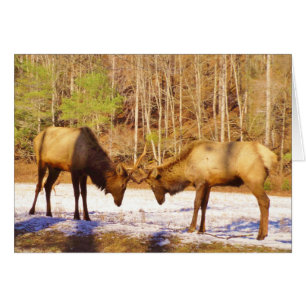 2~ deux Bull Elk dans la neige