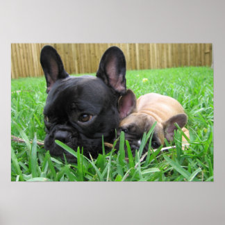 2 Franken im Gras Poster