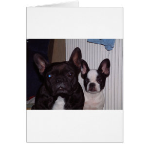 2 französische Bulldogs.png