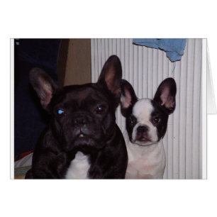 2 französische Bulldogs.png