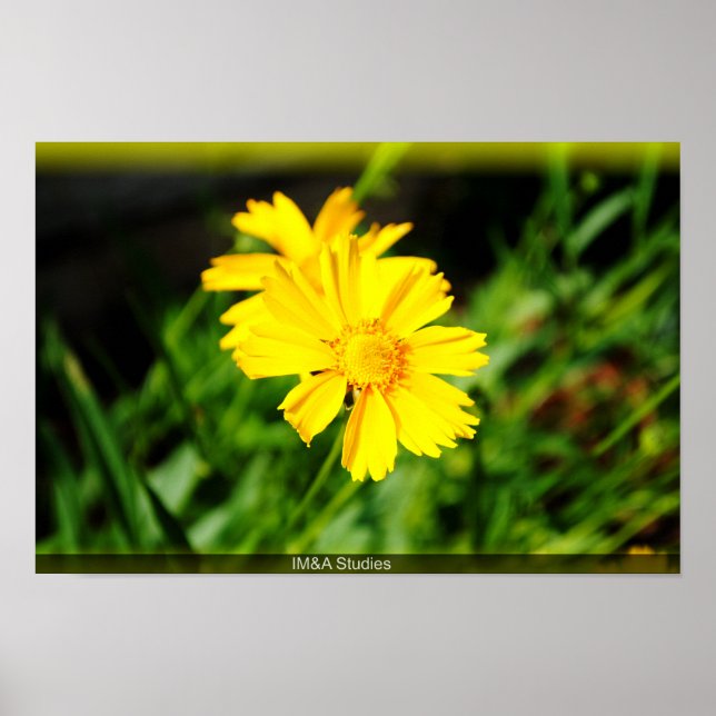 2 Gelbe Blumen Poster (Vorne)