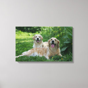 2 goldene Retriever, die in Gras legen Leinwanddruck