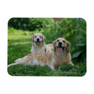 2 goldene Retriever, die in Gras legen Magnet