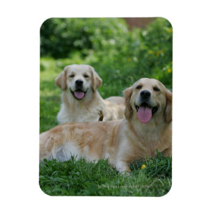 2 Goldene Retrievers im Gras Magnet