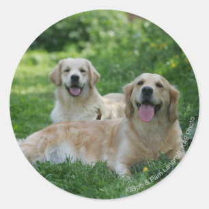 2 Goldene Retrievers im Gras Runder Aufkleber