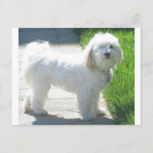 2 Havanese full.png Postkarte