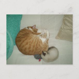2 Kätzchen und eine Maus Postkarte