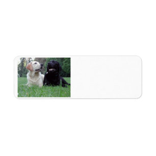 2 Labrador.png