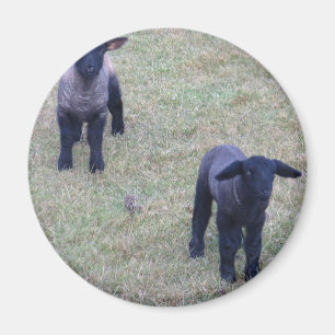 2 Lämmer Magnet