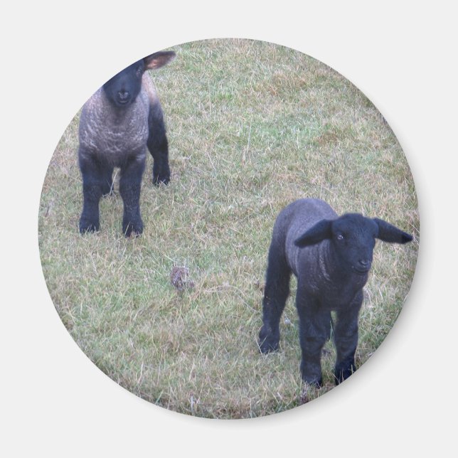 2 Lämmer Magnet (Vorne)