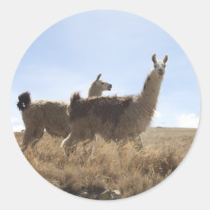 2 Llama - Zwei Llamas in den Bergregionen der Ande Runder Aufkleber