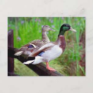 2 Mallards sur une clôture carte postale