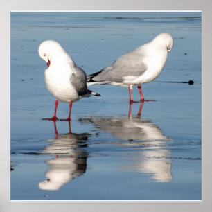2 Möwen am Strand Poster