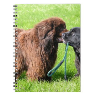 2 newfies.png notizblock
