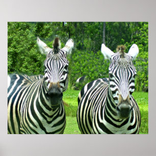 2 Niedliches Zebras Poster