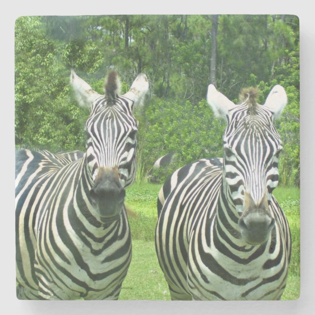 2 Niedliches Zebras Steinuntersetzer (Vorderseite)