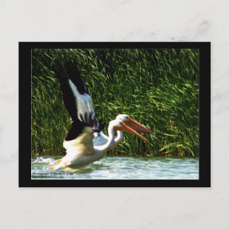 2 Pelikane Postkarte