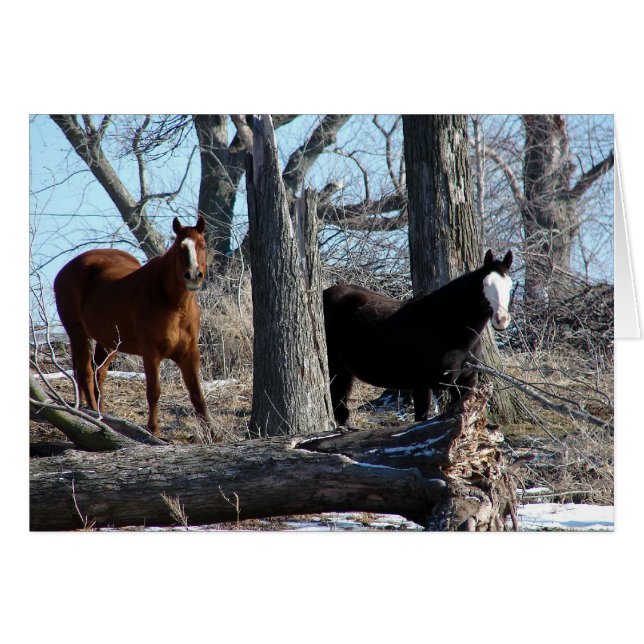 2 Pferde (Vorderseite (Horizontal))