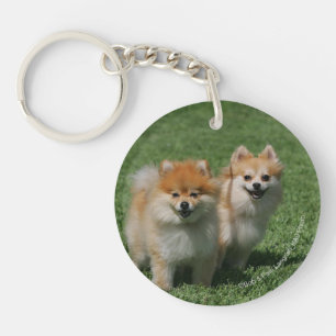 2 Pomeranians regardant l'appareil-photo