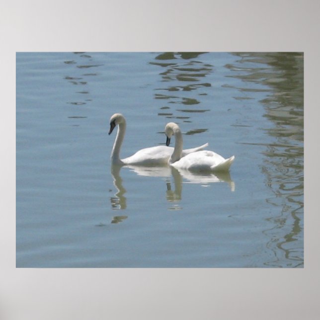 2 Poster Swans (Devant)