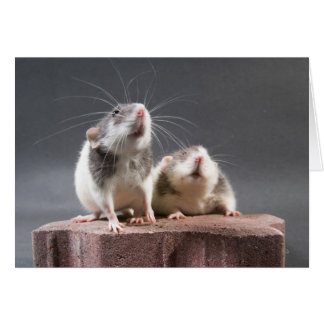 2 rats mignons