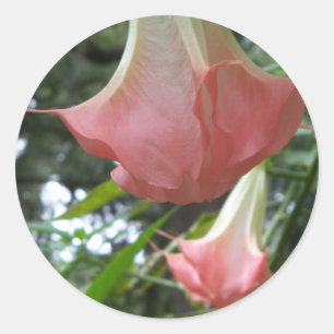 2 rosa Engelstrompete-Blumen Runder Aufkleber