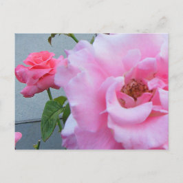 2 Rose Postkarte