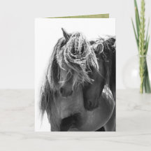 2 Sable Island Hengste Wild Horse Grußkarte