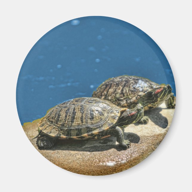 2 Schildkröten auf einem Felsen Magnet (Vorne)