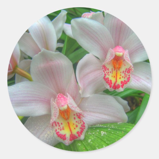 2 Schöne Orchideen Runder Aufkleber (Vorderseite)