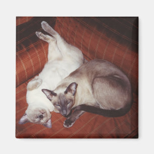 2 siamesische Katzen: Tortie und Siegel-Punkt Magnet
