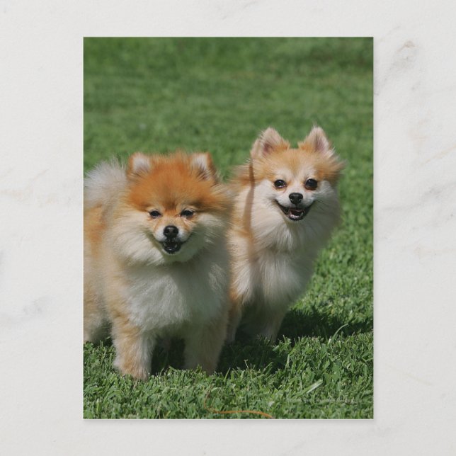 2 Spitz Kamera Postkarte (Vorderseite)