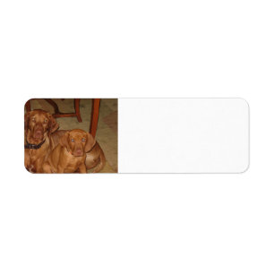 2 vizslas
