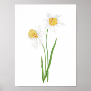 2 weiße Narzissen-Blumen Aquarell Poster