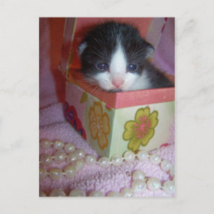 2 Wochen Kätzchen Postkarte
