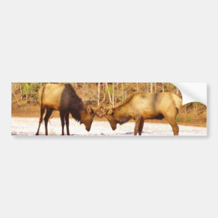 2~ zwei Bull Elk im Schnee Autoaufkleber