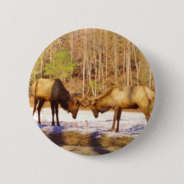 2~ zwei Bull Elk im Schnee Button (Vorderseite)