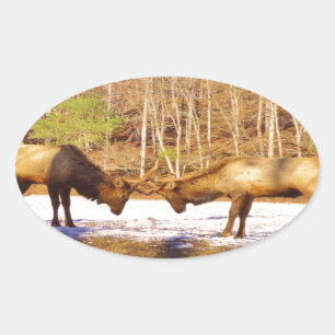 2~ zwei Bull Elk im Schnee Ovaler Aufkleber