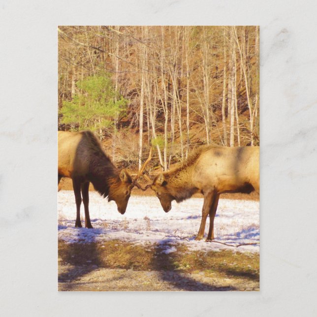 2~ zwei Bull Elk im Schnee Postkarte (Vorderseite)