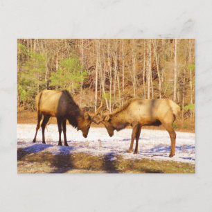 2~ zwei Bull Elk im Schnee Postkarte